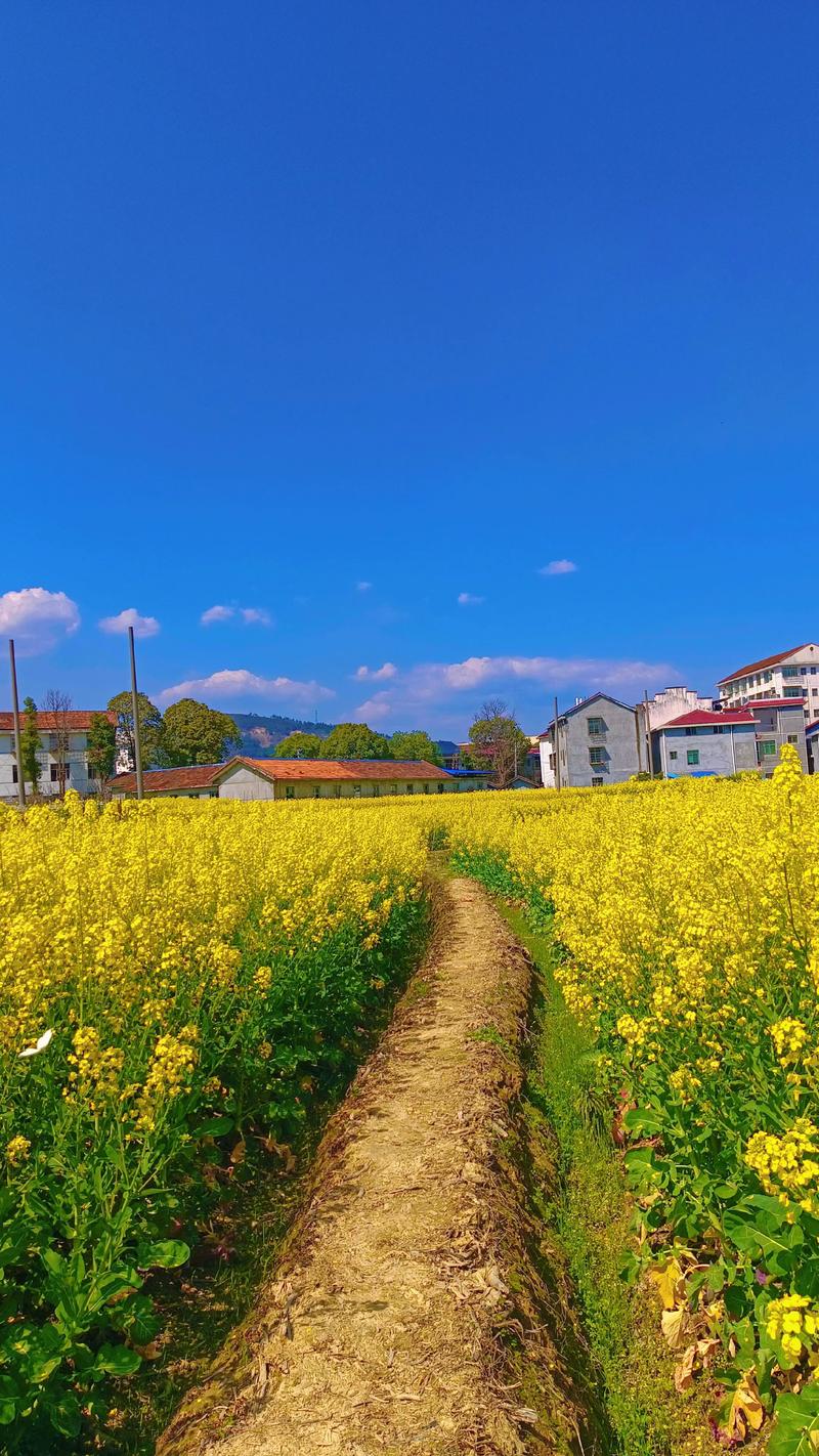 老工业厂区围墙外开满油菜花的土路