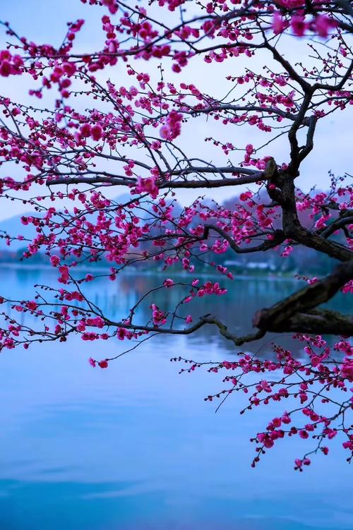 梅花飘落在南山的诗意画面