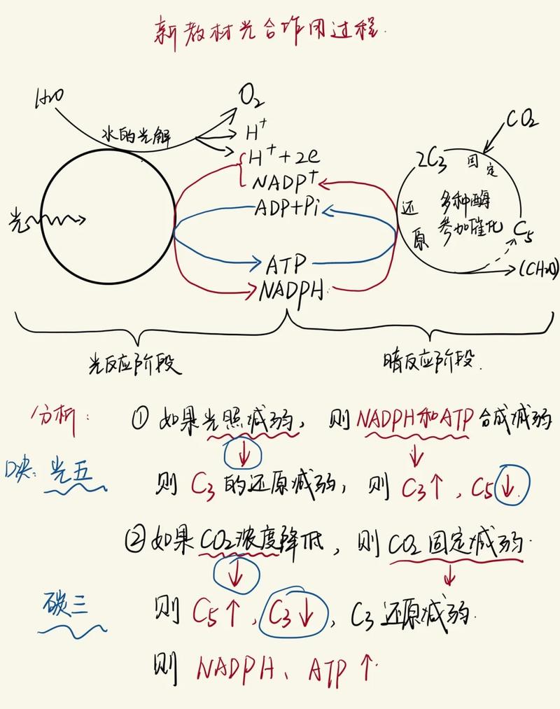 新中考光合作用公式常见错误标注图