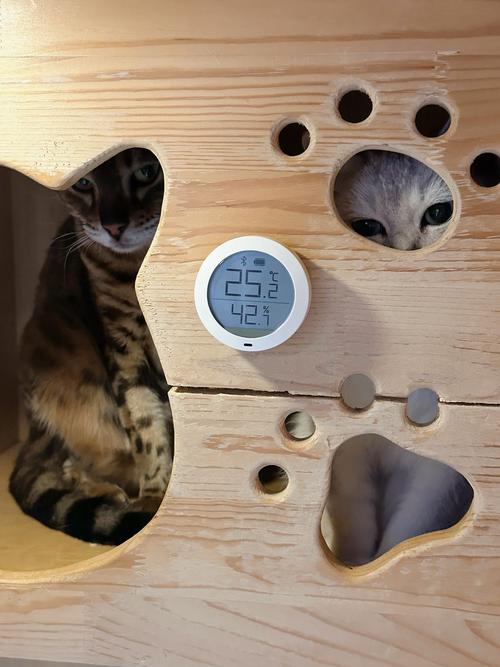 家用电子温湿度计放在猫窝边的实拍图
