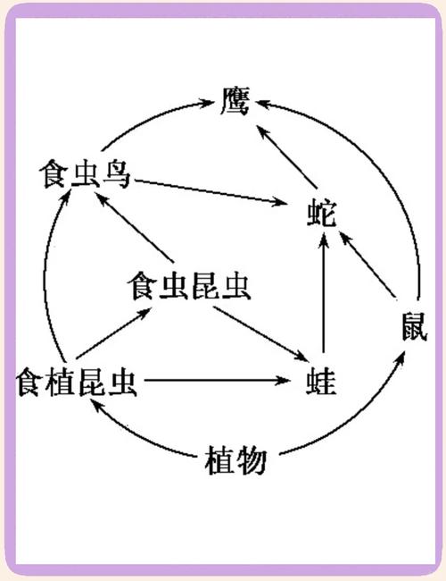 初中生物课堂食物链能量计算习题示例