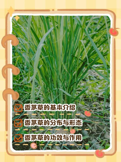 香草怎么用才不白费力气?我的血泪经验