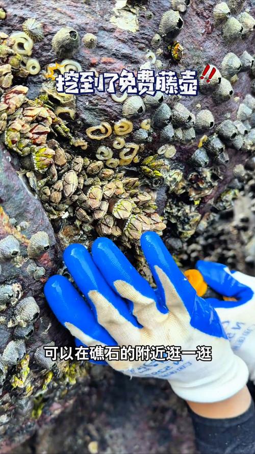 浮木:一个被海水雕琢的偶然-因为所以