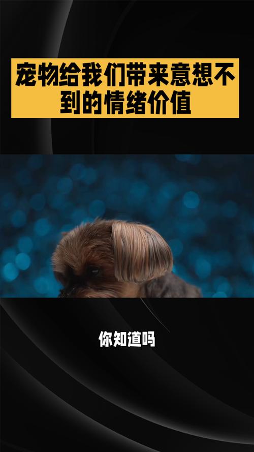 被所有人忽略的，是宠物的情绪价值