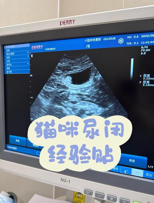 猫咪尿路感染膀胱超声检查图