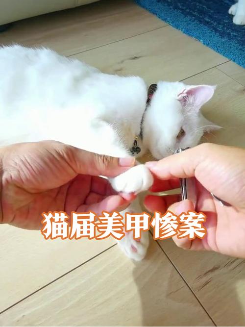 猫咪剪指甲时背毛炸起的现场实拍