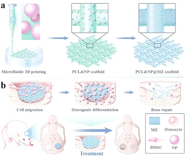 3D打印生物材料软骨修复支架显微结构