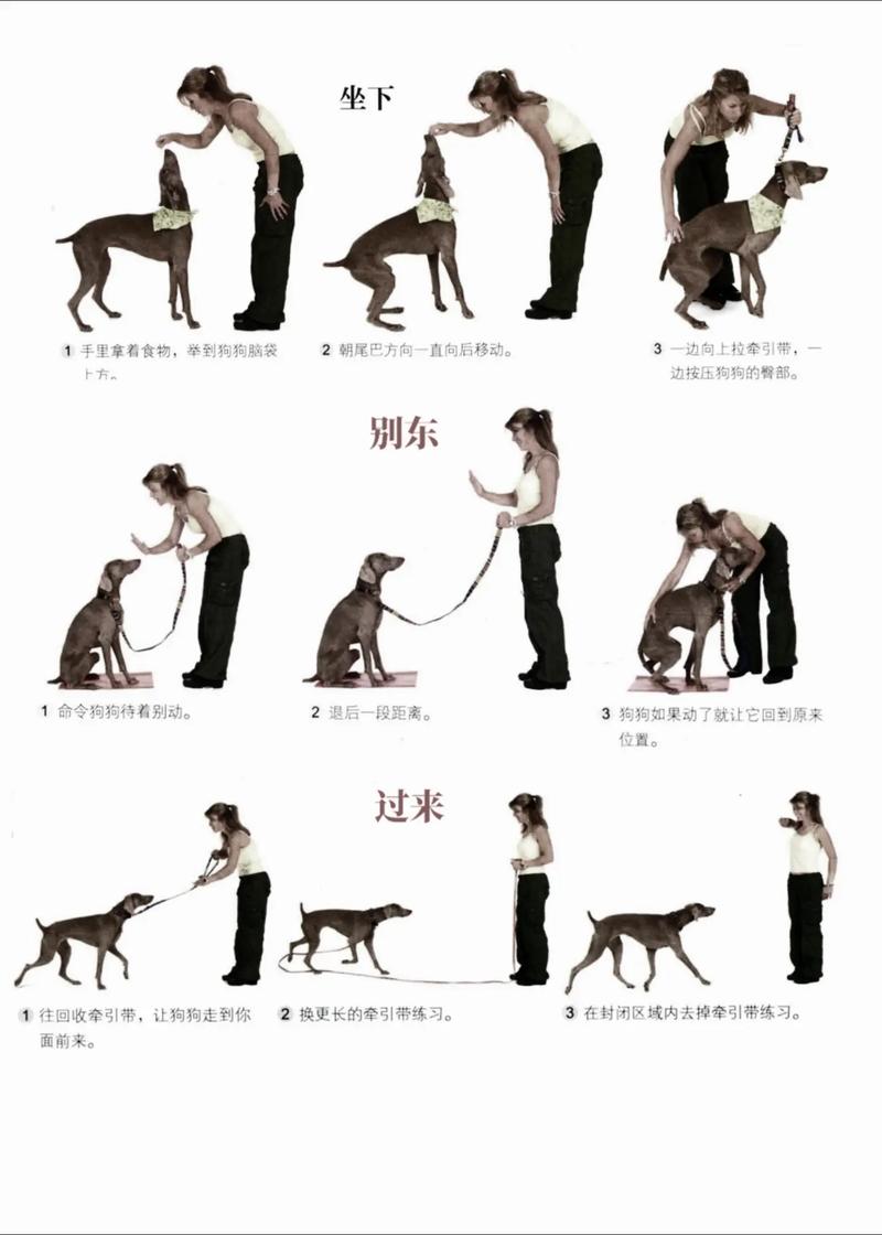 狗狗训练必须用零食吗?-我问答网