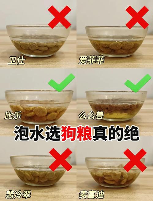 温水泡狗粮示范 狗狗挑食纠正
