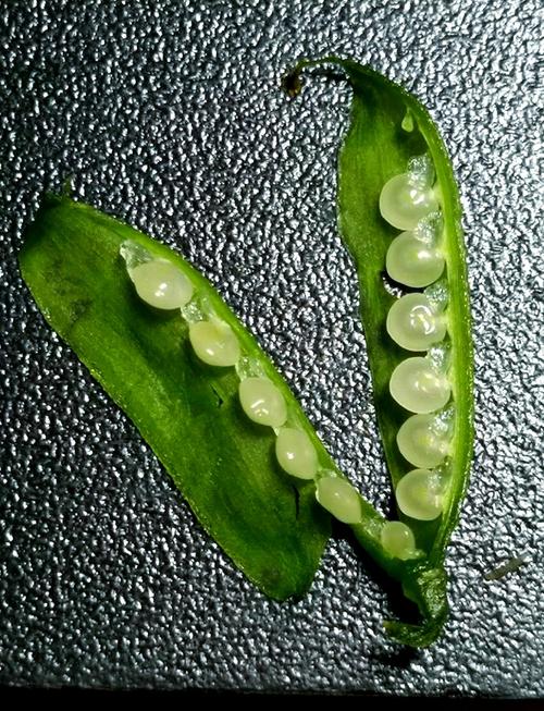 豆荚:从田园果实到餐桌美学的灵魂解剖-因为所以