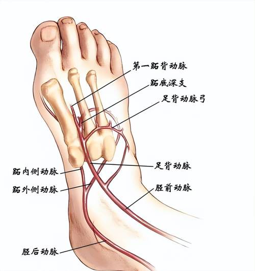 人体下肢外周血管足部示意图