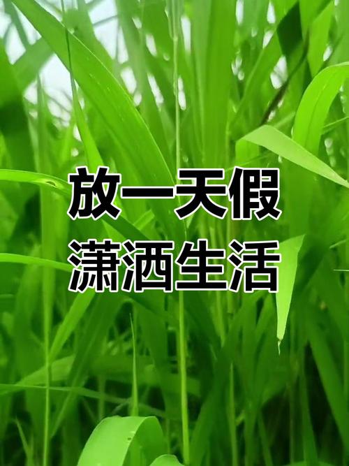 收假前一天，这么过渡最舒服