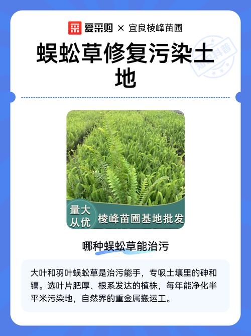 蜈蚣草修复砷污染土壤试验田实拍