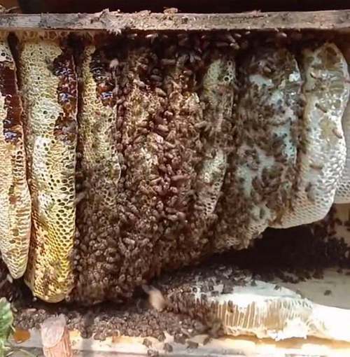 南漳薛坪镇漳河源头栎树林里悬挂的土蜂蜂箱