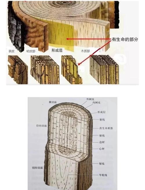 钉子楔形结构原理与木材纤维相互作用示意图