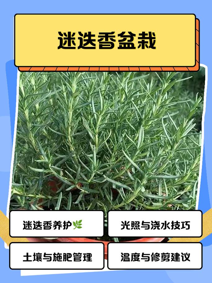 迷迭香盆栽阳台种植徒长枝条修剪前后对比示意