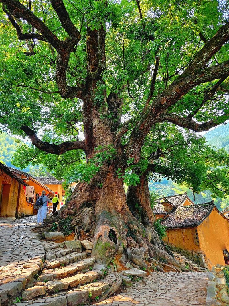 杨家堂村古樟树与土墙