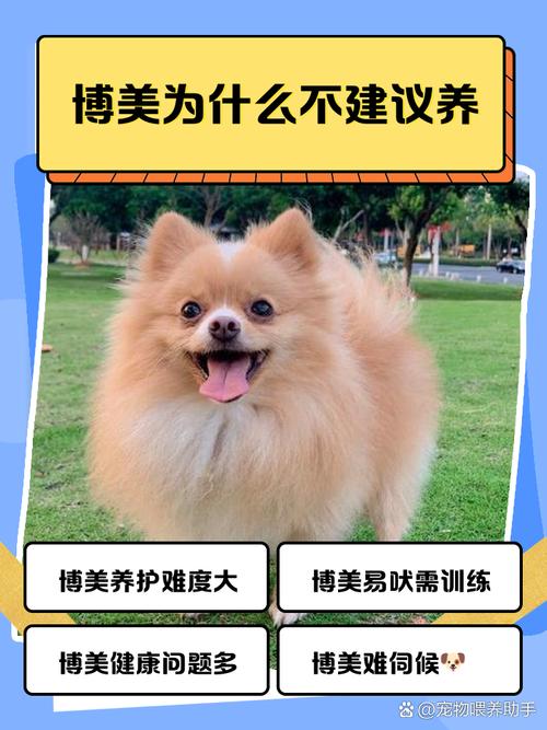 这些关于博美犬的误区,好多人都信了