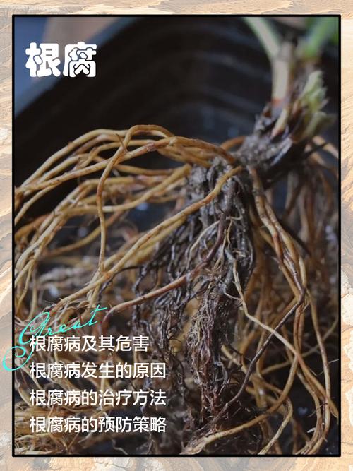 薰衣草根腐病早期症状 土壤排水性测试
