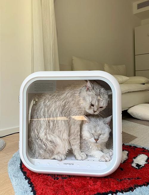 宠物烘干箱测试时猫咪主动跳进舱门的日常实拍图