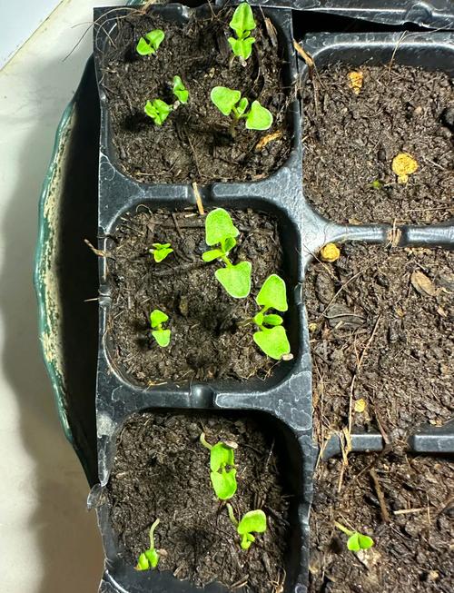 阳台盆栽薰衣草修剪后侧芽萌发实拍图
