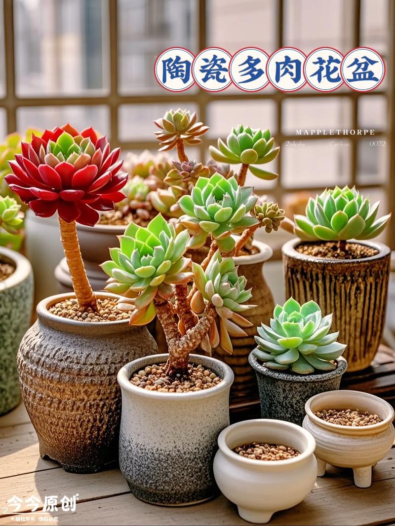 极简风格灰白色陶盆多肉组合搭配实景
