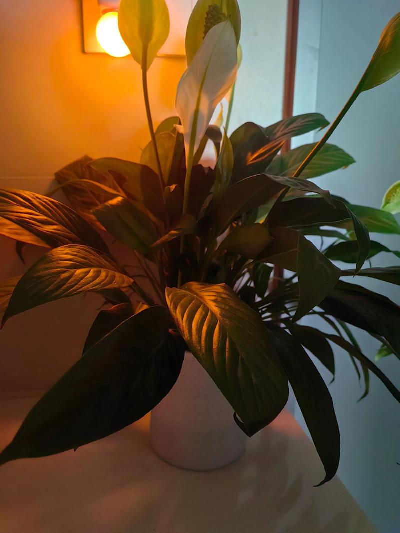 深夜工厂休息室亮着灯的绿植盆栽