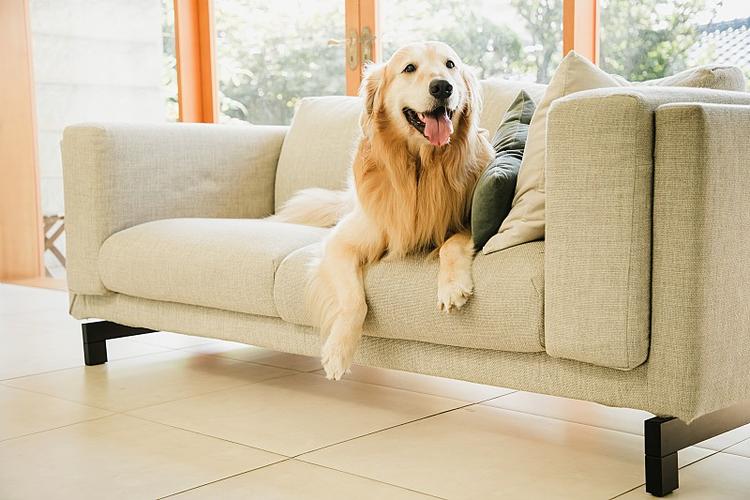 躲在客厅沙发底发抖的金毛犬