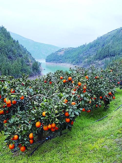 荆山南漳坡地柑橘果园秋景