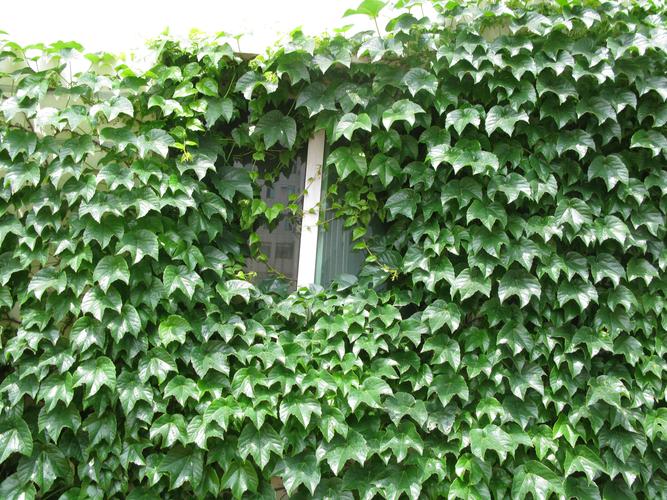 锈迹斑驳的工业风铁栅栏攀附常春藤