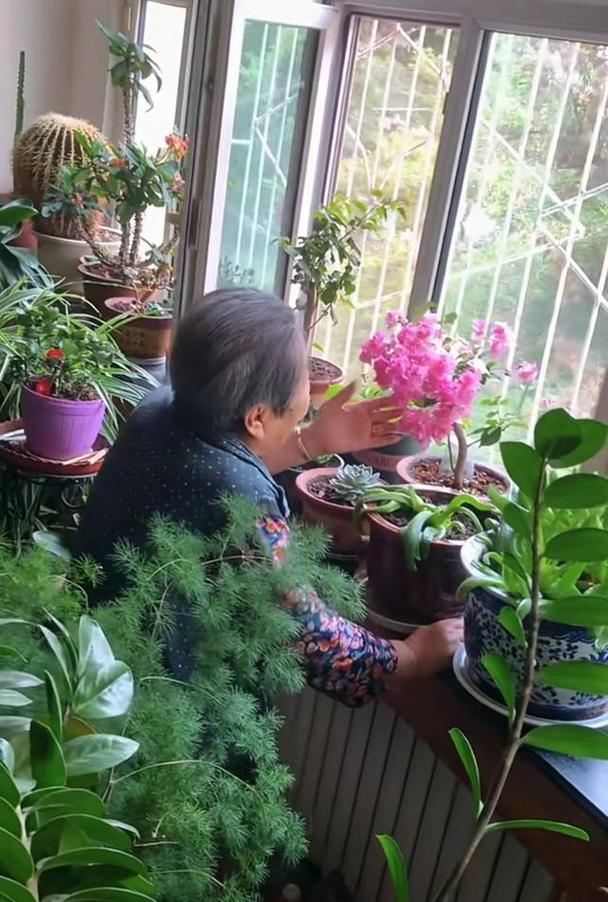 中老年女性居家浇花悠闲日常