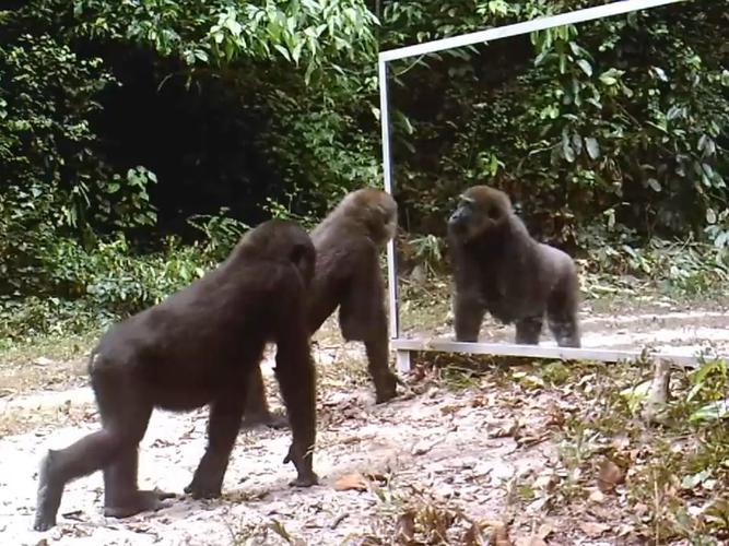 黑猩猩照镜子自我识别实验