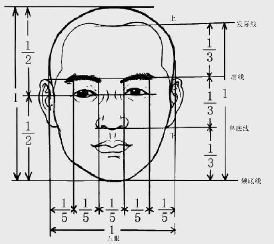 圆脸面部比例测量示意图 正面照