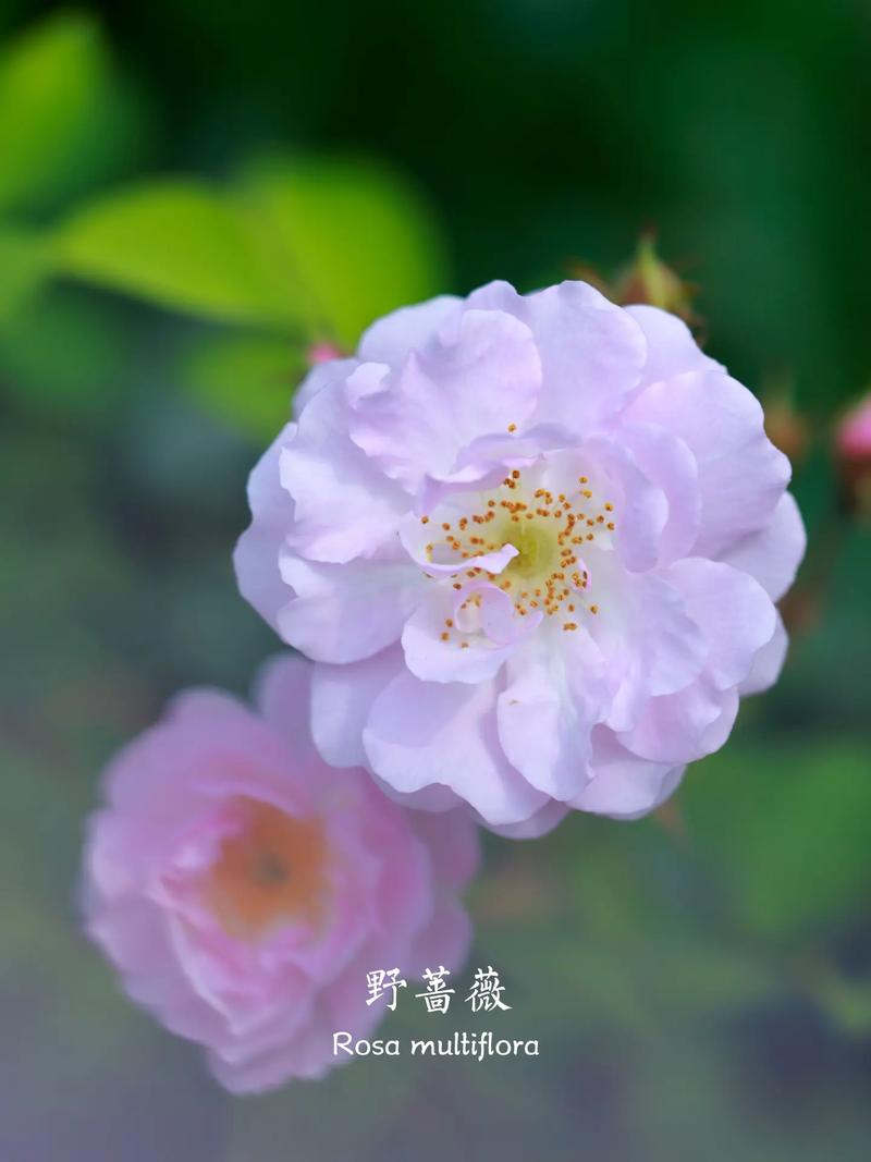 五原路野蔷薇
