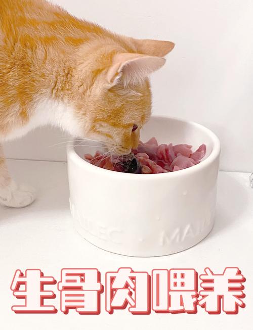 不是所有猫，都适合喂生骨肉