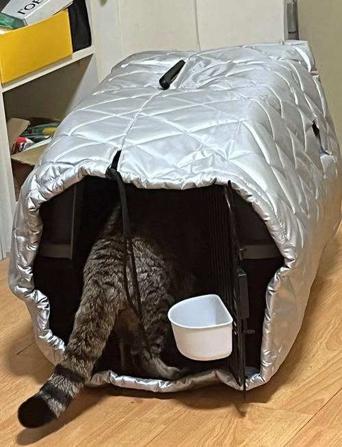 敞开的航空箱里放着猫咪常用的绒垫和小块冻干的居家场景