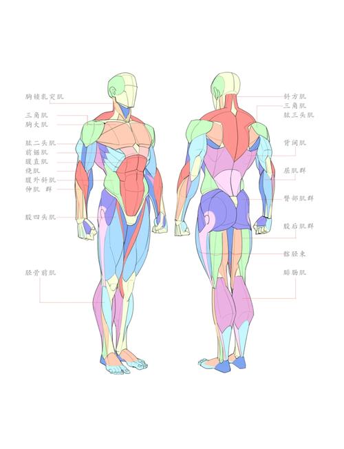 不同年龄成年人体肌肉量对比示意图