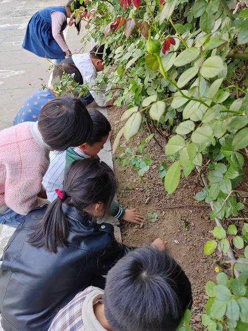 学前儿童蹲在公园草地观察蚂蚁实拍图