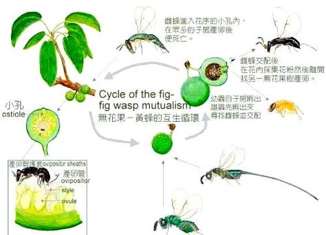 无花果传粉小蜂共生演化示意图