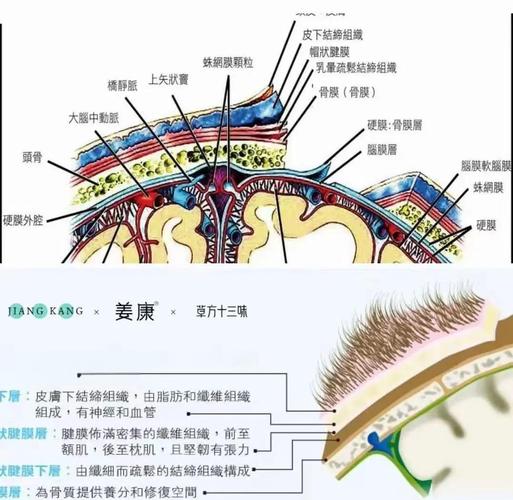 人体头皮组织结构示意图