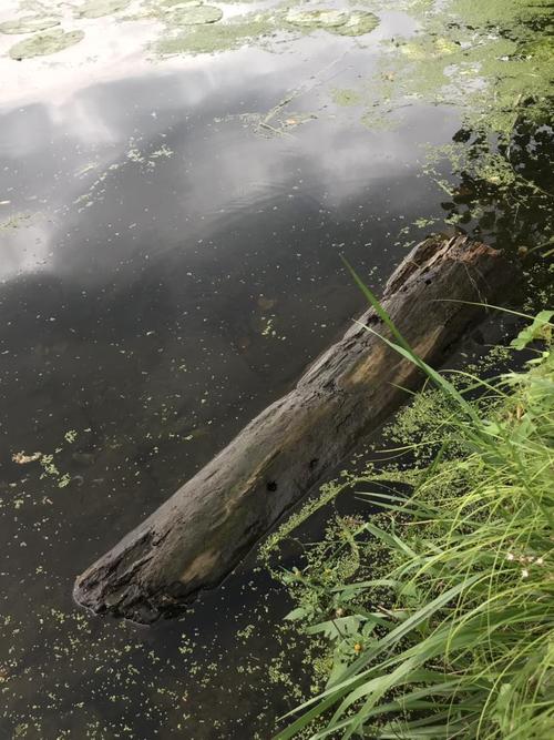 浮木在清澈海水中漂浮的侧面