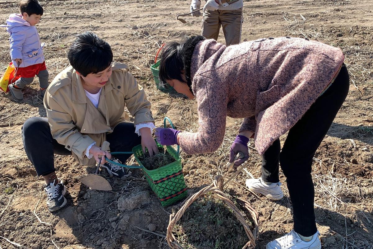 清明亲子郊外挖荠菜踏青活动照片