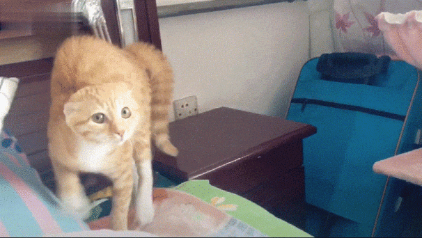 猫的15个反常识真相:你养的可能是位伪装大师-因为所以
