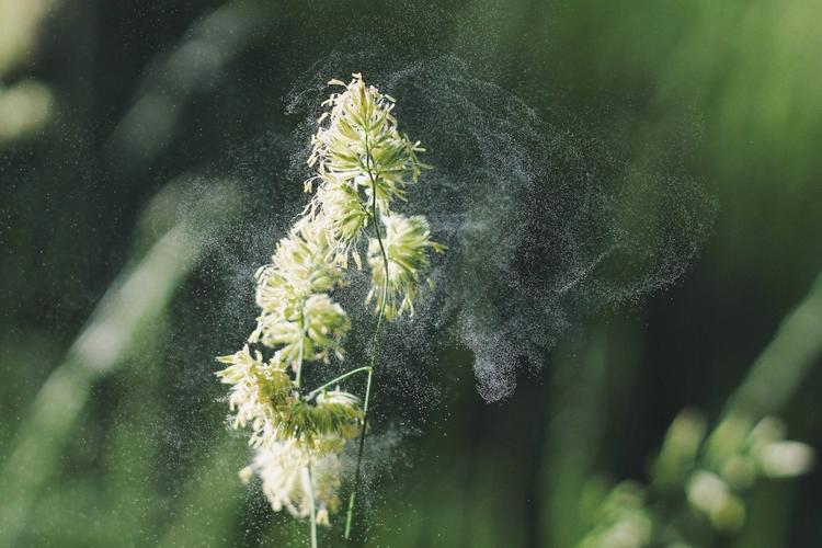 春季窗边堆积的花粉浮尘实拍