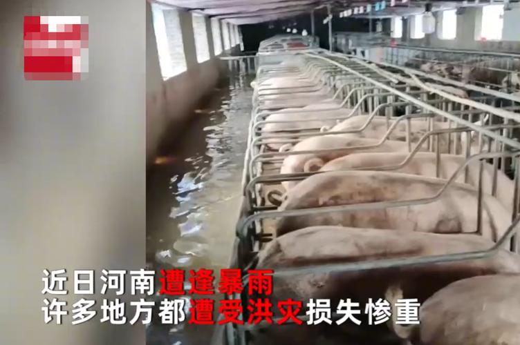 暴雨后生猪养殖棚受损现场图