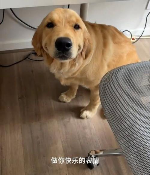 金毛犬小心翼翼吃苹果块