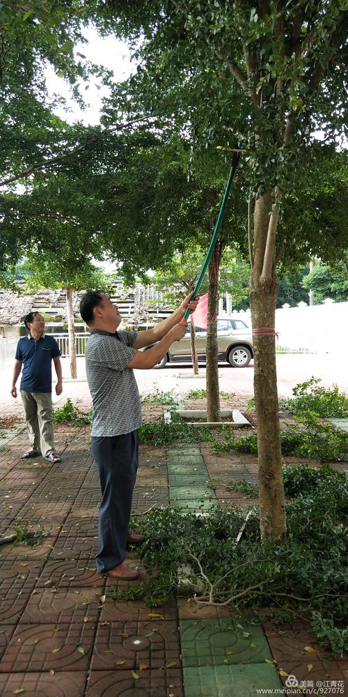 乡村中学校门口老槐树校长剪枝实拍