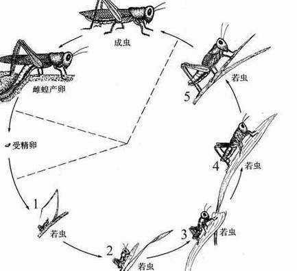 不完全变态蝗虫若虫成虫对比实拍