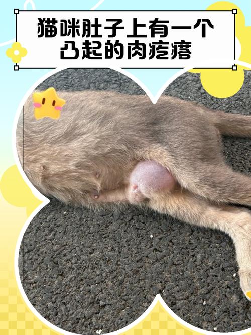 湿性猫传腹患病猫腹部隆起实拍