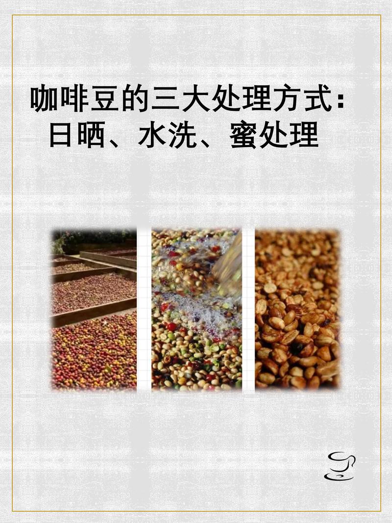 咖啡豆处理法日晒与水洗对比